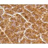 Immunohistochemistry - Anti-DUSP6 Antibody (A10847) - Antibodies.com