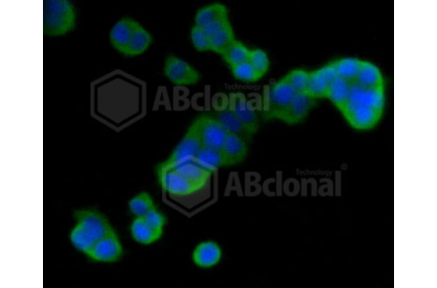 Immunofluorescence - Anti-DUSP6 Antibody (A10847) - Antibodies.com