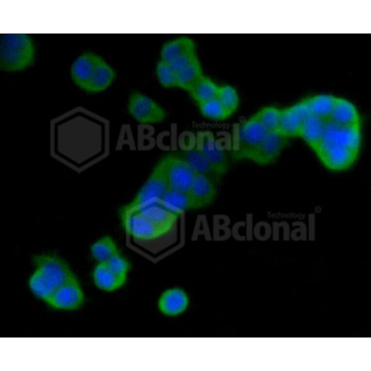 Immunofluorescence - Anti-DUSP6 Antibody (A10847) - Antibodies.com