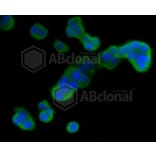 Immunofluorescence - Anti-DUSP6 Antibody (A10847) - Antibodies.com