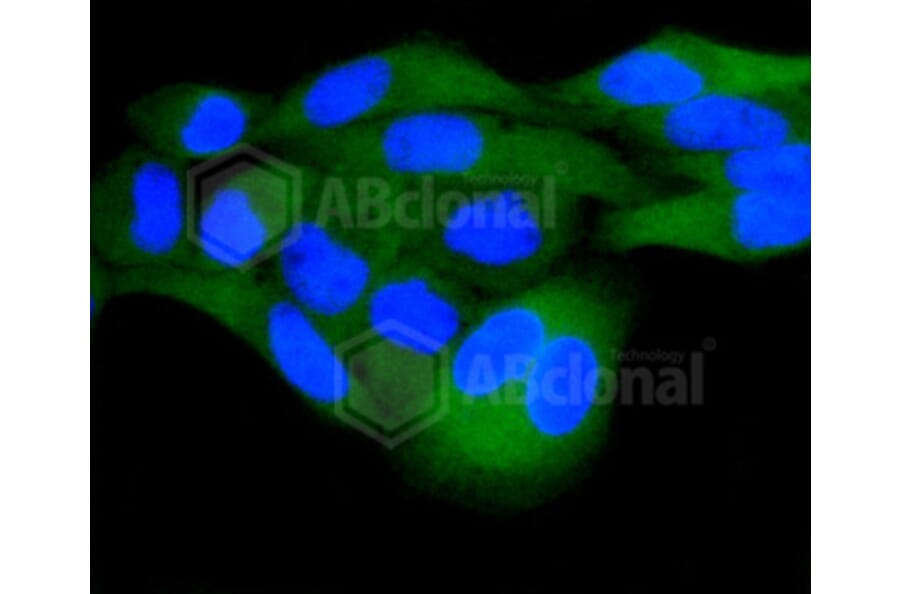 Immunofluorescence - Anti-DUSP6 Antibody (A10847) - Antibodies.com