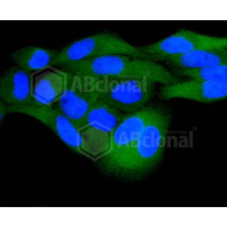 Immunofluorescence - Anti-DUSP6 Antibody (A10847) - Antibodies.com