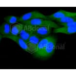 Immunofluorescence - Anti-DUSP6 Antibody (A10847) - Antibodies.com