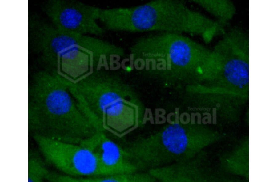 Immunofluorescence - Anti-DUSP6 Antibody (A10847) - Antibodies.com