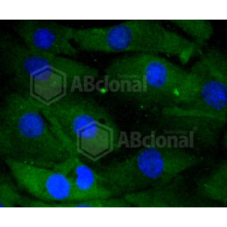 Immunofluorescence - Anti-DUSP6 Antibody (A10847) - Antibodies.com
