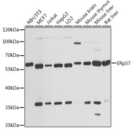 Western Blot - Anti-ERp57 Antibody (A13098) - Antibodies.com