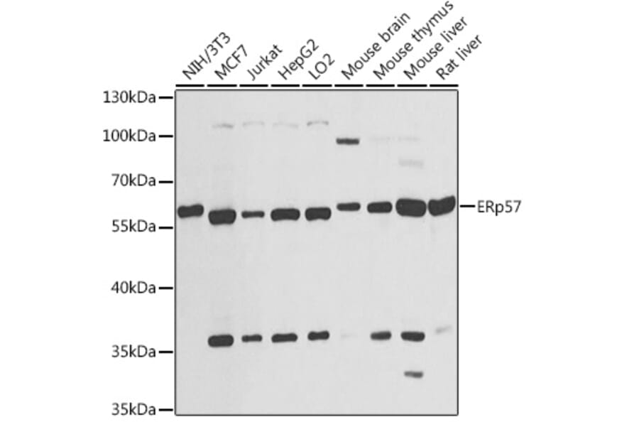 Western Blot - Anti-ERp57 Antibody (A13098) - Antibodies.com