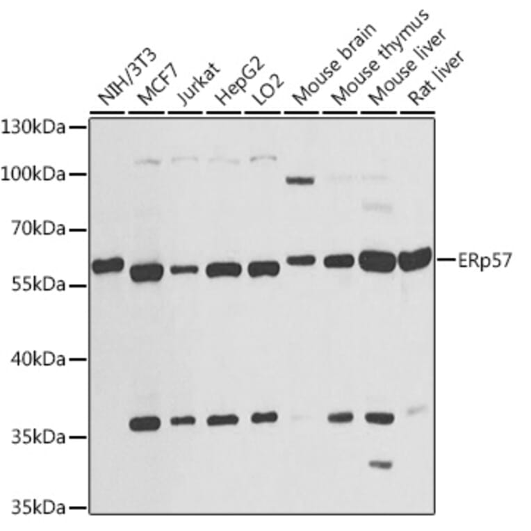 Western Blot - Anti-ERp57 Antibody (A13098) - Antibodies.com