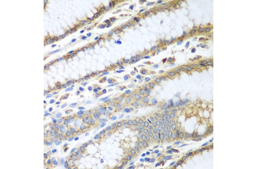 Immunohistochemistry - Anti-ERp57 Antibody (A13098) - Antibodies.com