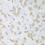 Immunohistochemistry - Anti-ERp57 Antibody (A13098) - Antibodies.com