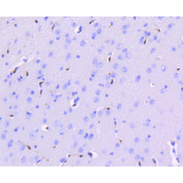 Immunohistochemistry - Anti-ERG Antibody (A10855) - Antibodies.com