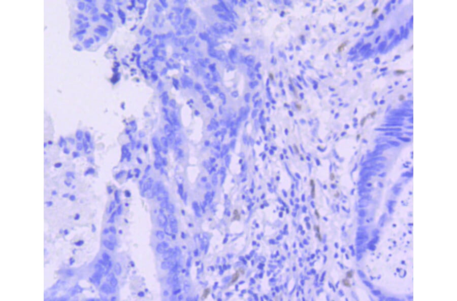 Immunohistochemistry - Anti-ERG Antibody (A10855) - Antibodies.com