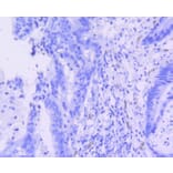 Immunohistochemistry - Anti-ERG Antibody (A10855) - Antibodies.com
