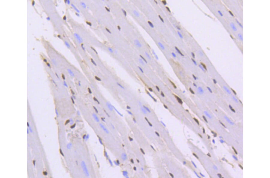Immunohistochemistry - Anti-ERG Antibody (A10855) - Antibodies.com