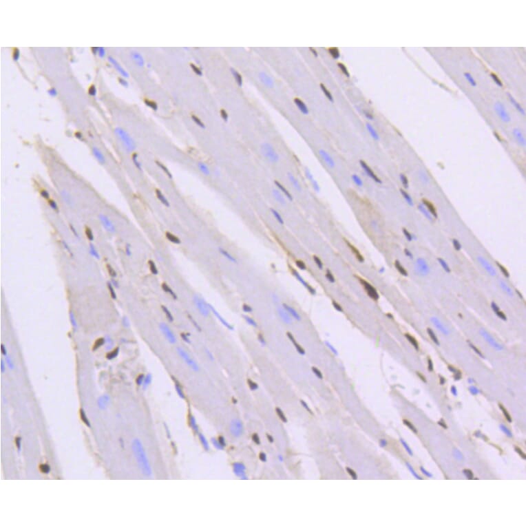 Immunohistochemistry - Anti-ERG Antibody (A10855) - Antibodies.com
