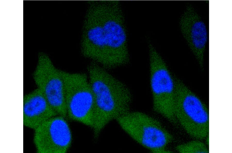 Immunofluorescence - Anti-ERG Antibody (A10855) - Antibodies.com