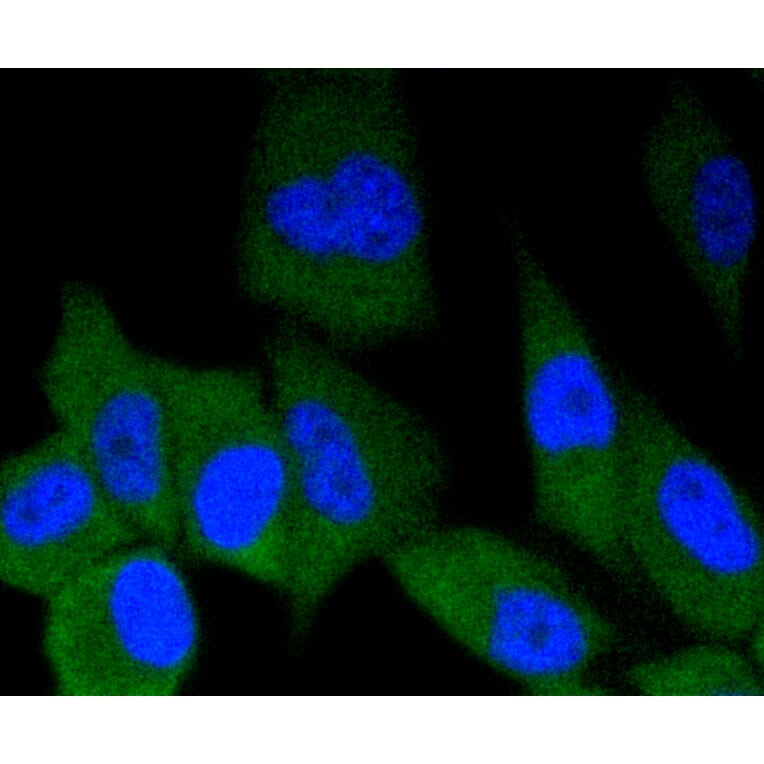 Immunofluorescence - Anti-ERG Antibody (A10855) - Antibodies.com