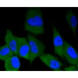 Immunofluorescence - Anti-ERG Antibody (A10855) - Antibodies.com