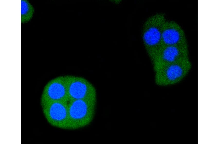 Immunofluorescence - Anti-ERG Antibody (A10855) - Antibodies.com