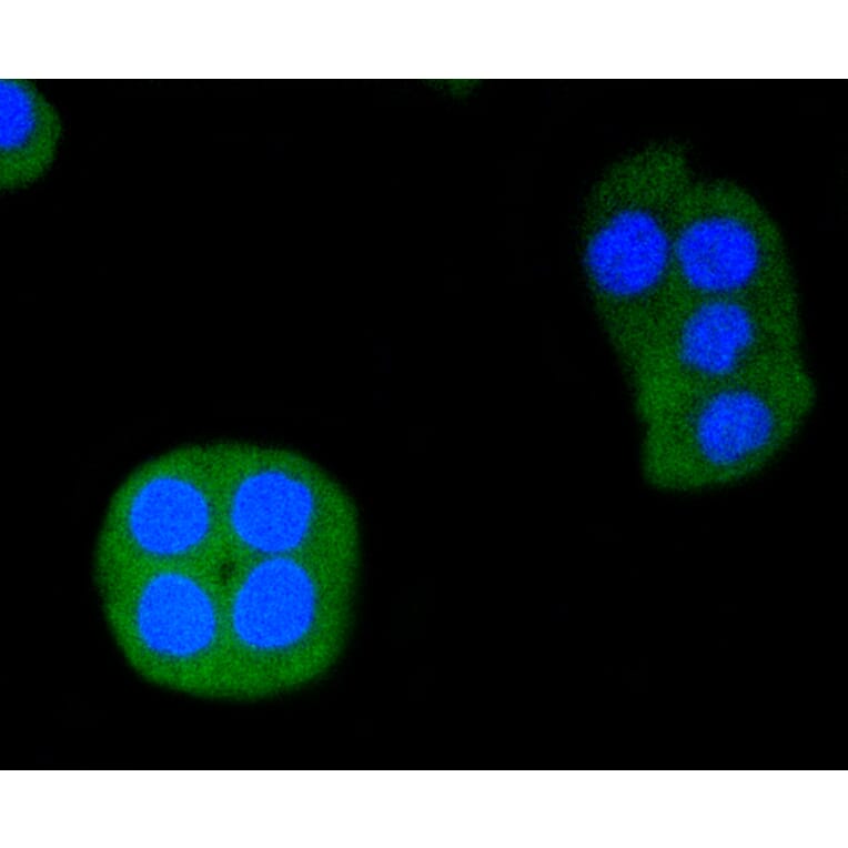 Immunofluorescence - Anti-ERG Antibody (A10855) - Antibodies.com