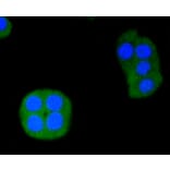 Immunofluorescence - Anti-ERG Antibody (A10855) - Antibodies.com