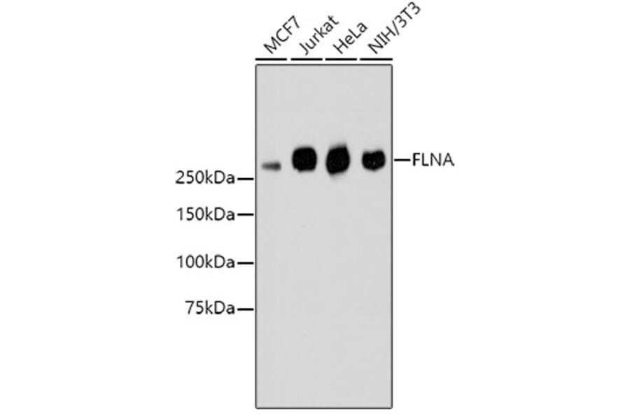 Western Blot - Anti-FLNA Antibody (A10865) - Antibodies.com