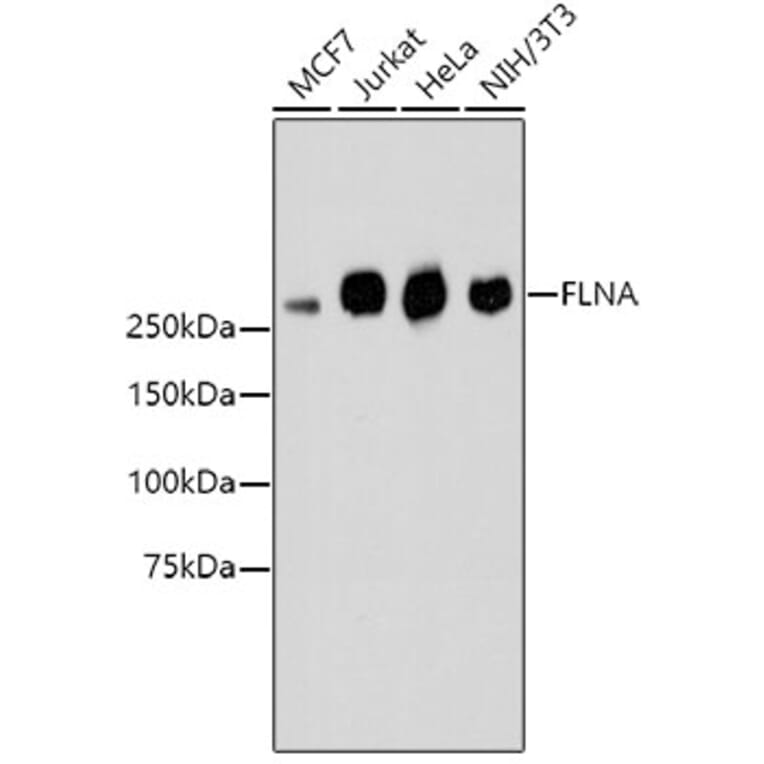 Western Blot - Anti-FLNA Antibody (A10865) - Antibodies.com