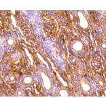 Immunohistochemistry - Anti-FLNA Antibody (A10865) - Antibodies.com