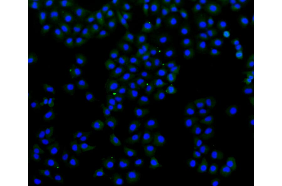 Immunofluorescence - Anti-FLNA Antibody (A10865) - Antibodies.com