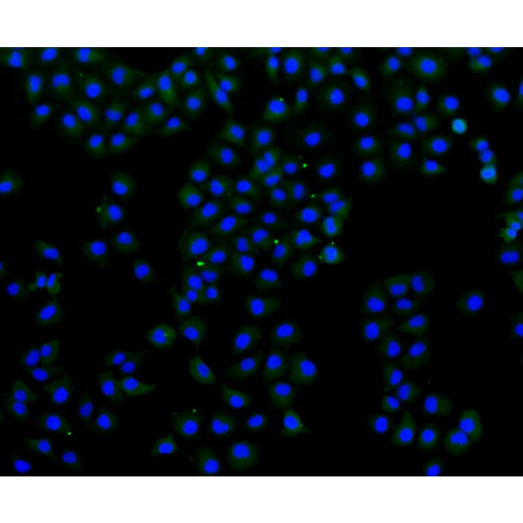Immunofluorescence - Anti-FLNA Antibody (A10865) - Antibodies.com