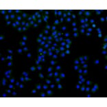 Immunofluorescence - Anti-FLNA Antibody (A10865) - Antibodies.com