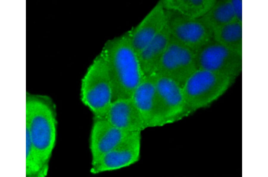 Immunofluorescence - Anti-FLNA Antibody (A10865) - Antibodies.com