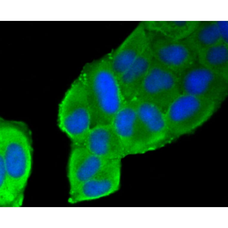 Immunofluorescence - Anti-FLNA Antibody (A10865) - Antibodies.com