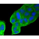 Immunofluorescence - Anti-FLNA Antibody (A10865) - Antibodies.com