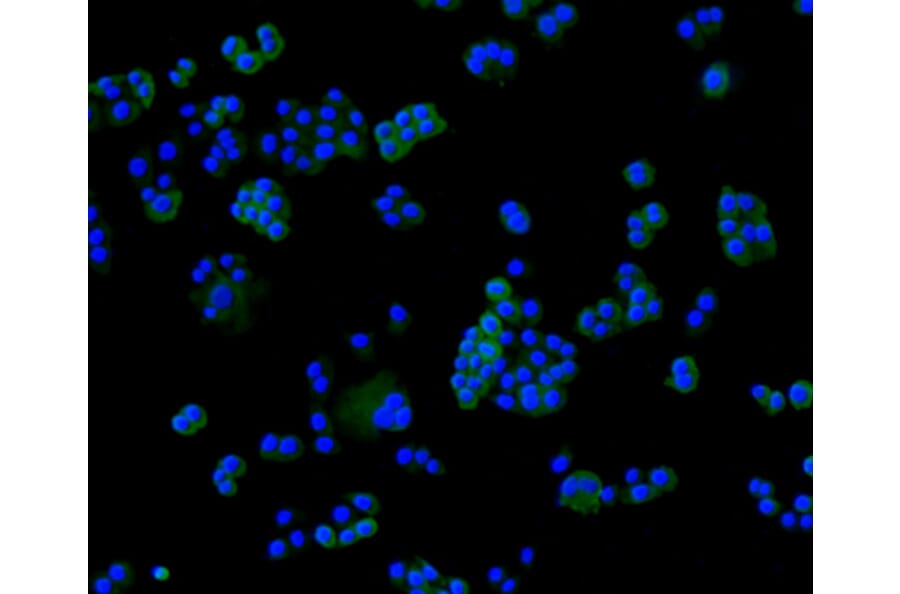Immunofluorescence - Anti-FLNA Antibody (A10865) - Antibodies.com