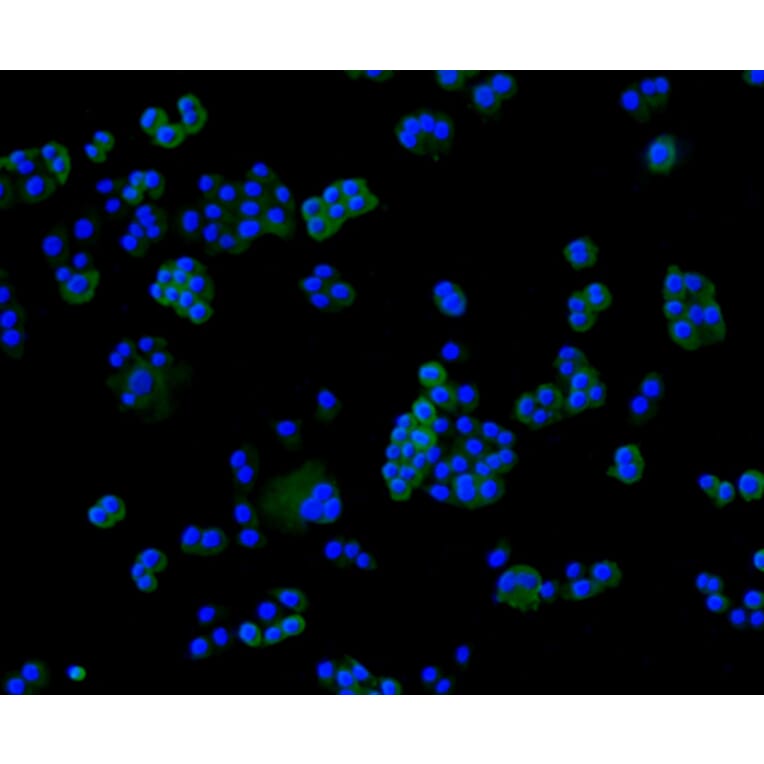 Immunofluorescence - Anti-FLNA Antibody (A10865) - Antibodies.com