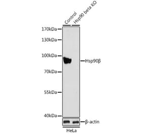 Western Blot - Anti-Hsp90 beta Antibody (A13109) - Antibodies.com