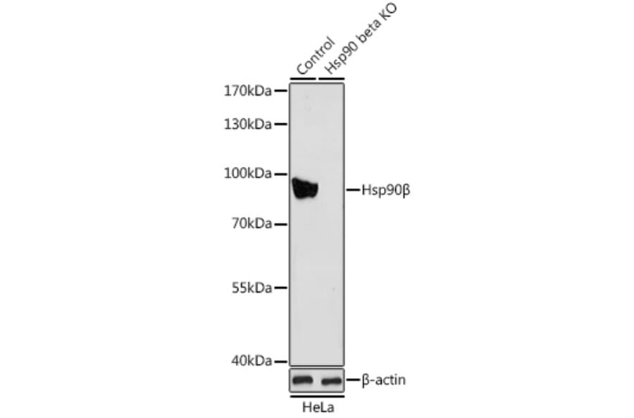 Western Blot - Anti-Hsp90 beta Antibody (A13109) - Antibodies.com