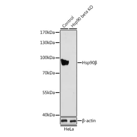 Western Blot - Anti-Hsp90 beta Antibody (A13109) - Antibodies.com