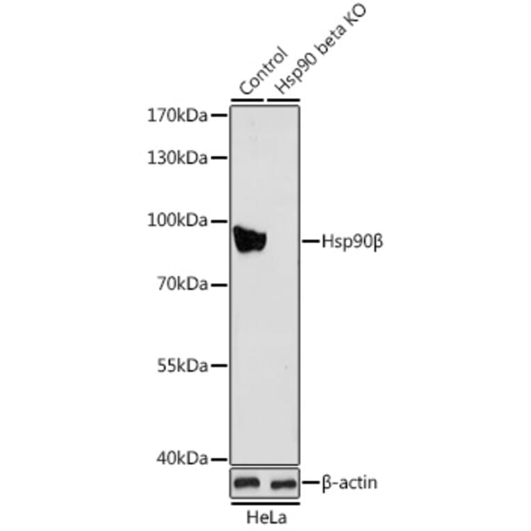 Western Blot - Anti-Hsp90 beta Antibody (A13109) - Antibodies.com