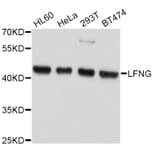 Western Blot - Anti-LFNG Antibody (A10872) - Antibodies.com