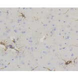 Immunohistochemistry - Anti-GFAP Antibody (A10873) - Antibodies.com