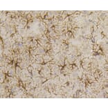 Immunohistochemistry - Anti-GFAP Antibody (A10873) - Antibodies.com