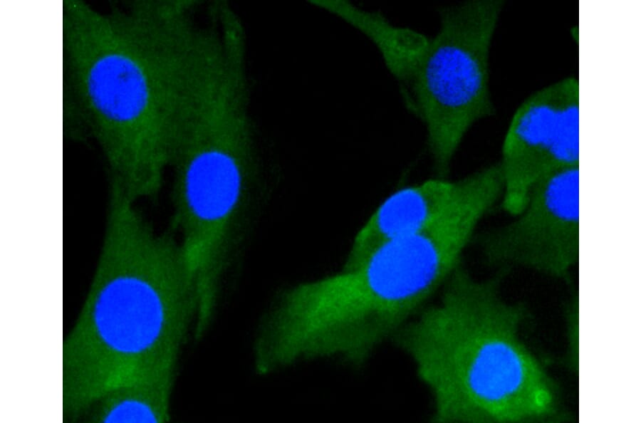 Immunofluorescence - Anti-GRM5 Antibody (A10876) - Antibodies.com