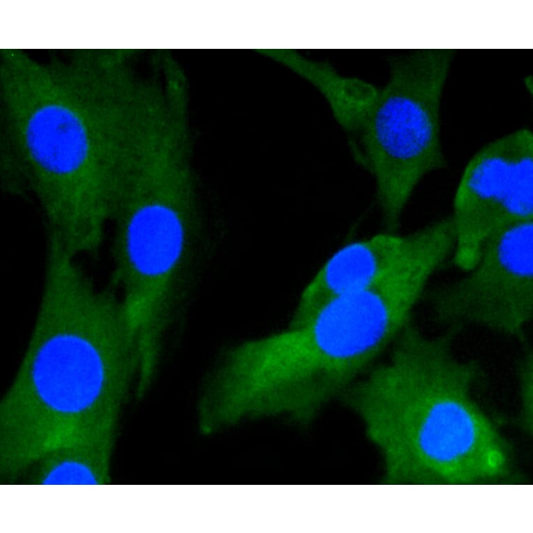 Immunofluorescence - Anti-GRM5 Antibody (A10876) - Antibodies.com