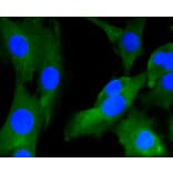 Immunofluorescence - Anti-GRM5 Antibody (A10876) - Antibodies.com