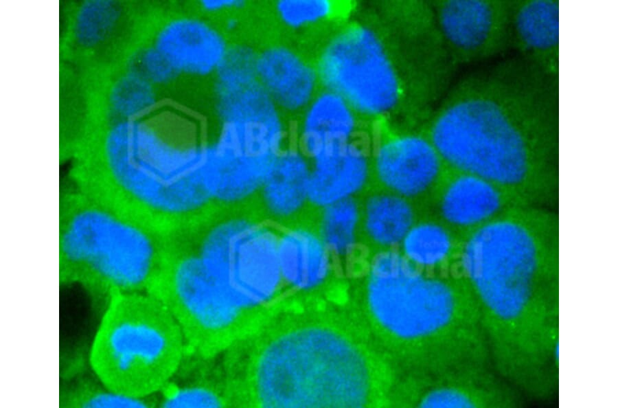 Immunofluorescence - Anti-GRM5 Antibody (A10876) - Antibodies.com