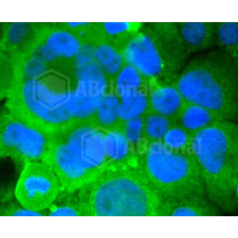 Immunofluorescence - Anti-GRM5 Antibody (A10876) - Antibodies.com