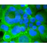 Immunofluorescence - Anti-GRM5 Antibody (A10876) - Antibodies.com