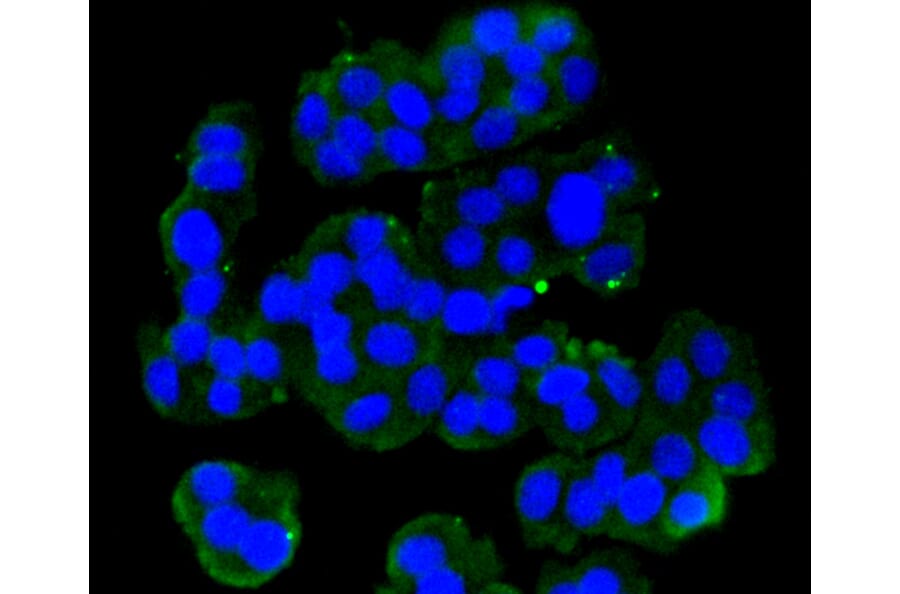 Immunofluorescence - Anti-GRM5 Antibody (A10876) - Antibodies.com
